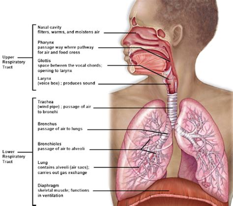 A P 2 Lab Exercises 25 26 Respiratory System Flashcards Quizlet