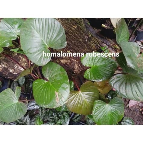 Jual Tanaman Hias Homalomena Rubescens Batang Merah Shopee Indonesia