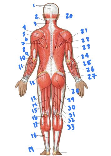 Bio A Lab Axial Musculature Posterior View Flashcards Quizlet