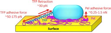 Atomic Force Microscopy Analysis Of Pel Polysaccharide And Type IV