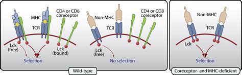 Cd4 And Cd8 Hogging All The Lck Immunity