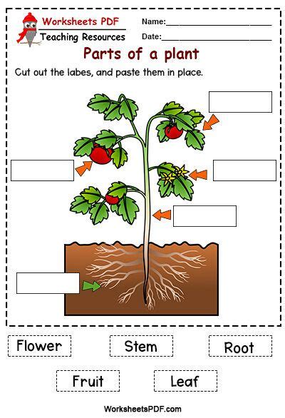 Parts Of A Plant Worksheet Cut And Paste Parts Of A Plant Plants