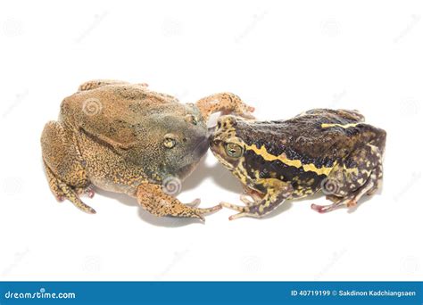 Sex Bullfrog Mating Stock Image Image Of Large Amphibia 40719199