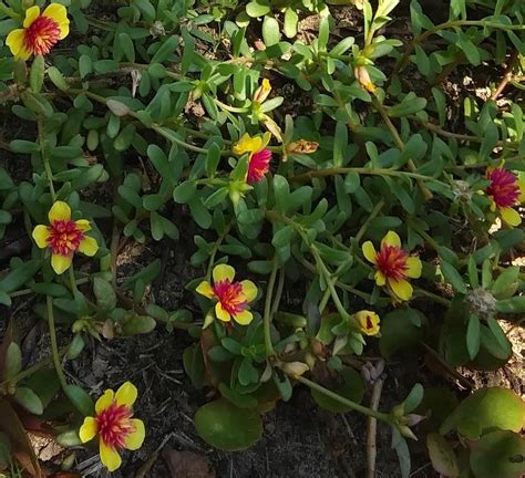 Photo Of The Entire Plant Of Purslane Portulaca Umbraticola Colorblast