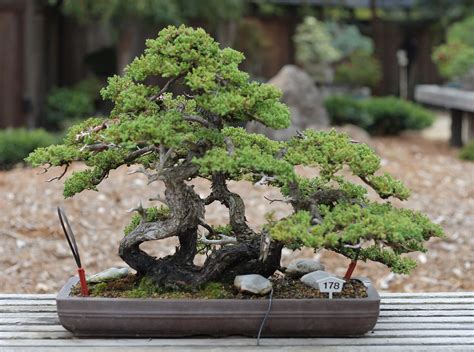 Oaklands Charming Bonsai Garden Is Free To Visit Secret San Francisco