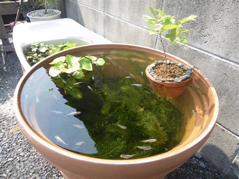 メダカビオトープをライトアップして楽しむ コナラの鉢植え 姫睡蓮のつぼみメダカの大工