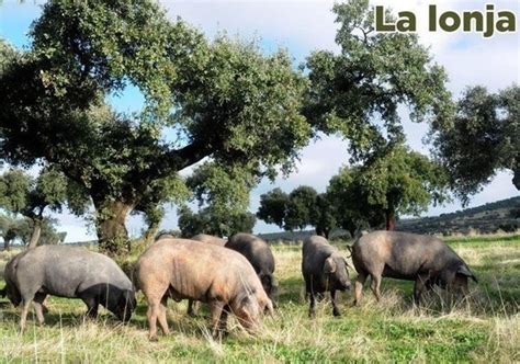 Lonja Agropecuaria Del Jueves De Enero Hoy