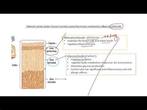 Chapter 22 Chemical Control And Integration Lecture 4 Adrenal Gland