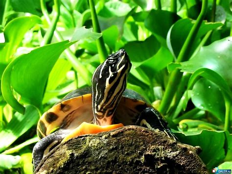 50 Turtle Backgrounds Hd Download Free Wallpapers