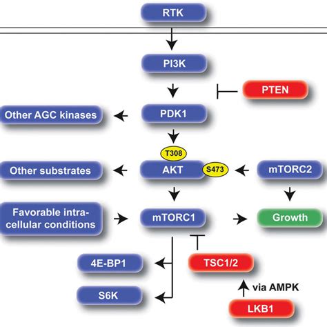 Mouse Models Of Melanocytic Nevi And Melanoma Braf V E Mutation In