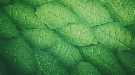 Vintage Process Vibrant Green Leaf Texture Background Leaf Wallpaper