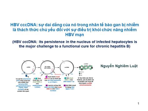 Hbv Cccdna S Dai D Ng C A N Trong Nh N T B O Gan B Nhi M L Th Ch