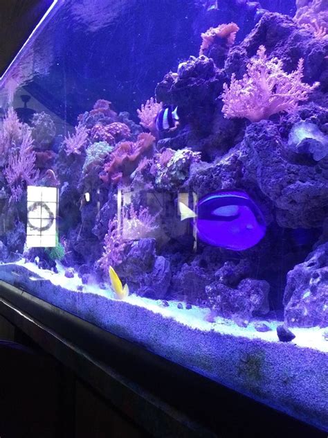 Pin By David Simms On 180 Gallon Salt Water Tank Water Tank