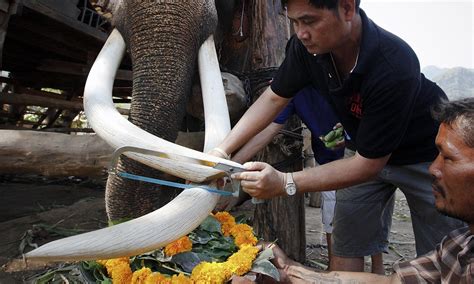 Elephant Tusk Cut