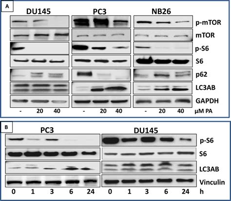 PA Inhibits MTOR Signaling And Induces Autophagy In Prostate Cancer