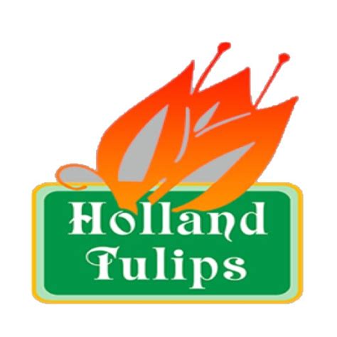 HOLLAND TULIPS in Glorietta