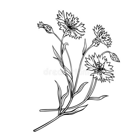 Grafische Wildblumen Illustrationen Zum F Rben Oder Zeichnen Von