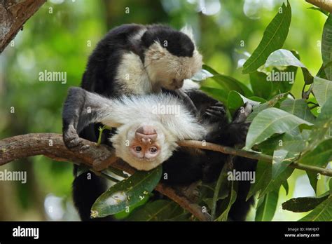 White Faced Capuchin Monkeys Cebus Capucinus Grooming Tropical Dry