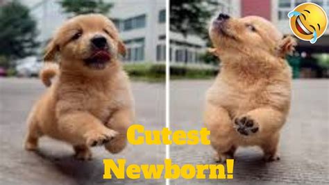 💥the Cutest Newborn Puppies And Kittens Viral Weekly Lol😂🙃💥 Of 2019