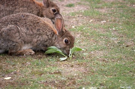 Rabbit Control In Essex Efficient Removal Of Rabbit Pests St