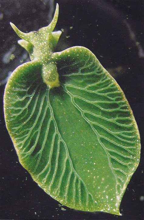 Solar Powered Sea Slugs The Rare Organisms With Plant Like Qualities