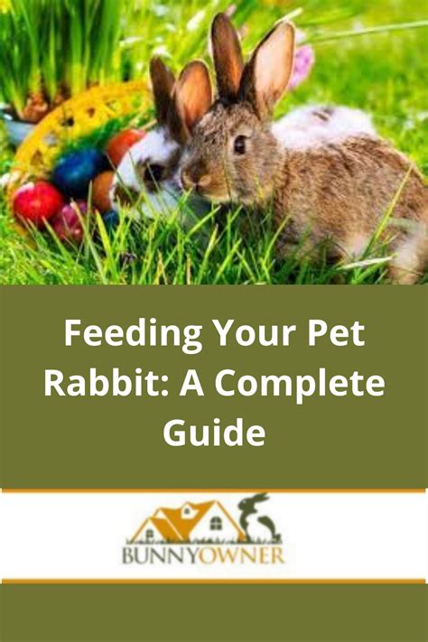 Feeding your pet rabbit a complete guide – Artofit