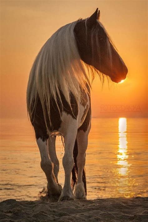 Cheval A La Plage