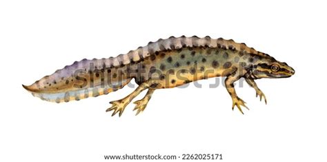 523 Smooth Newt Images, Stock Photos & Vectors | Shutterstock