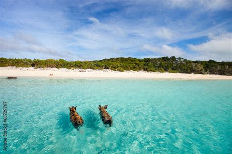 Swimming pigs of Exuma Stock Photo | Adobe Stock