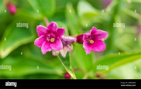 Red jasmine flower hi-res stock photography and images - Alamy