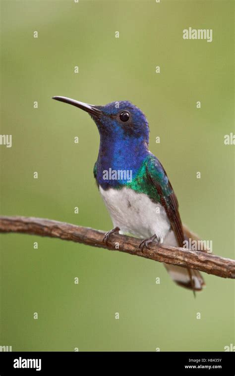 White Necked Jacobin Florisuga Mellivora Male Ecuador Stock Photo