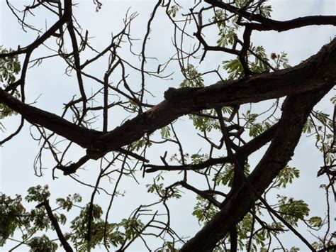 Ni A Sufre Trauma Craneal Severo Al Caerle Encima La Rama De Un Rbol