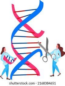 Scientists Editing Gene Dna Vector Illustration Stock Vector (Royalty ...