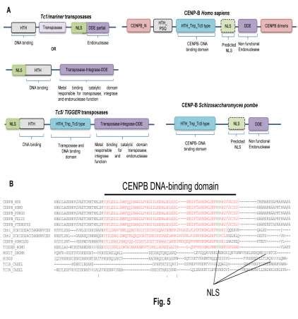 Relocalization Of Nuclear Localization Sequence NLS And Mutation In