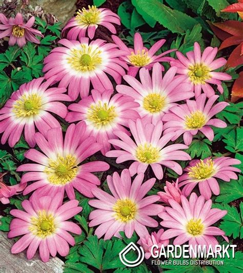 Anemon Grecki Zawilec Pink Star 10 Szt Gardenmarkt Pl