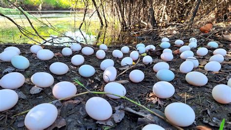 Wow Wow A Female Fisherman Pick A Lot Of Duck Eggs And Catch Strange