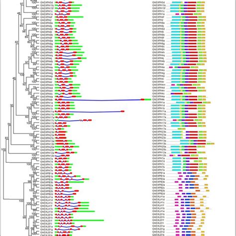 Phylogenetic Relationships Gene Structure And Protein Domain Download Scientific Diagram