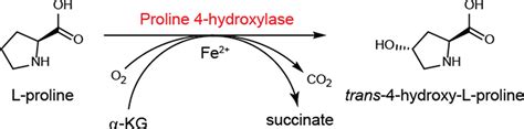 Enzymatic Production Of Trans Hydroxylproline By Proline