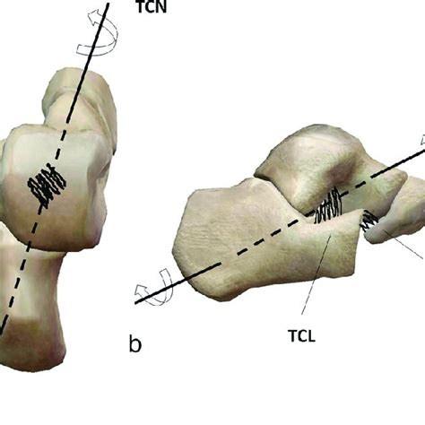 Pdf Understanding The Foots Functional Anatomy In Physiological And