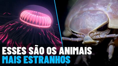 Os Animais Mais Estranhos E Bizarros Do Mundo YouTube