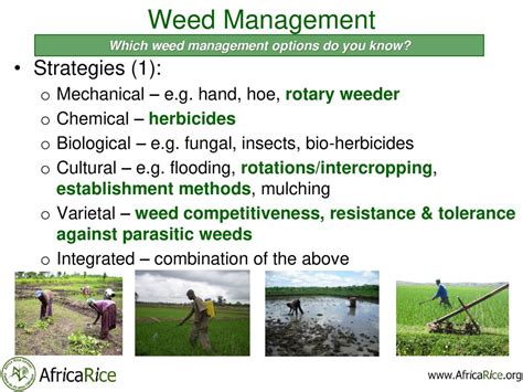 Weed Species And Management Ppt Download