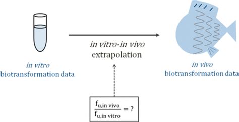 Prediction Of Unbound Fractions For In Vitroin Vivo Extrapolation Of