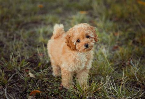 How Long Do Teacup Poodles Live? - PatchPuppy.com