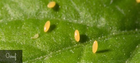 Le Cycle De Vie Des Coccinelles Coll Ge Laurent Mourguet