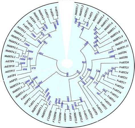 Phylogenetic Analysis Of Malus Domestica Mdht Families With Vitis