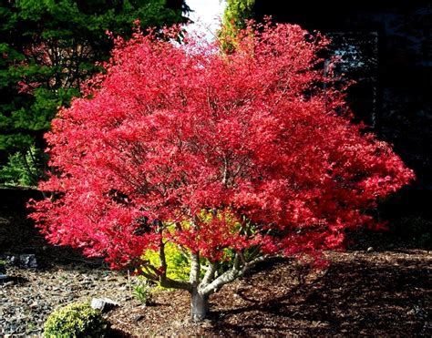 Acer Palmatum Corallinum Japanese Maple Tree Kigi Nursery