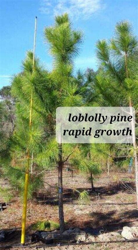 75 Loblolly Pine Tree Saplings 10 20 Bareroot Fast Grow Rate Grow