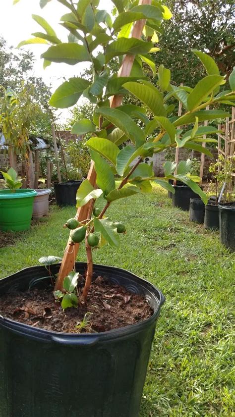 P De Goiaba Tailandesa Em Vaso Como Plantar As Mudas Mundo Ecologia