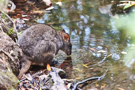 Tasmanian Pademelons - Wildlife Sanctuary & Café - Great Ocean Road ...