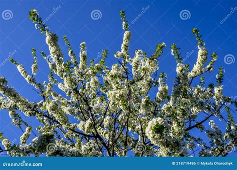 Close Up Of Sour Cherry Prunus Cerasus Blossoms In Spring Stock Photo